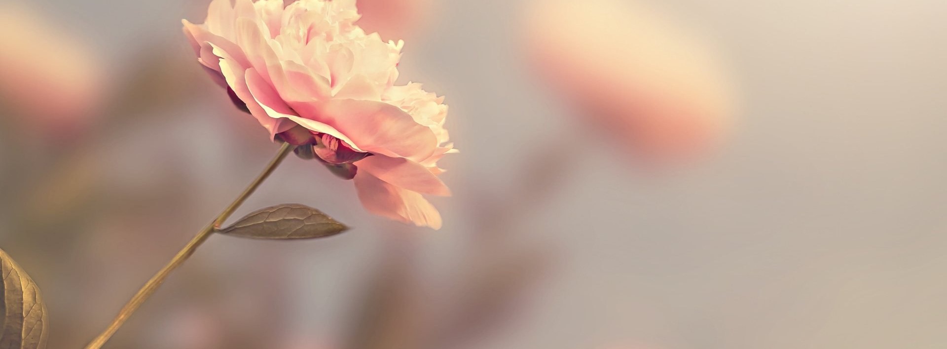 Peonies in soft light — the cover of OHH! WEDDING